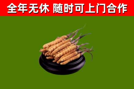 奉化区回收散虫草